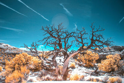 Bare tree against sky