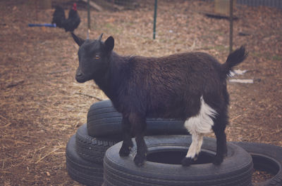 Close-up of black horse standing on field