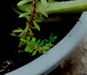 High angle view of potted plant