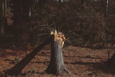 View of tree stump in forest