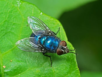 Close-up of fly on leaf