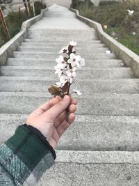 Person hand holding flowering plant
