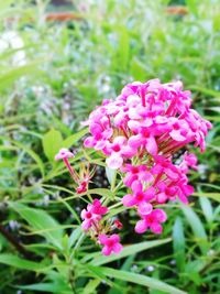 Close-up of pink flower