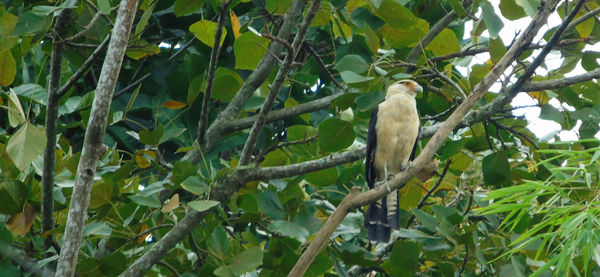 Bird on tree trunk