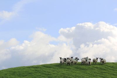 Flock of sheep on field against sky