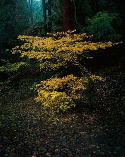 High angle view of yellow flowering trees in forest