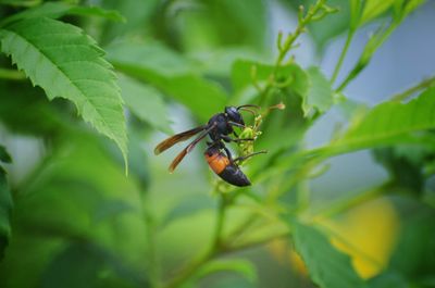 Close-up of insect on plant