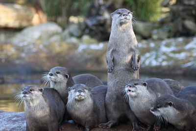 Close-up of lizard on white surface