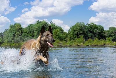 Dog running in lake