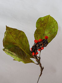 Close-up of berries against white background