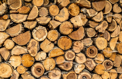 Pile of various essences of wood stacked cracked with spiderweb