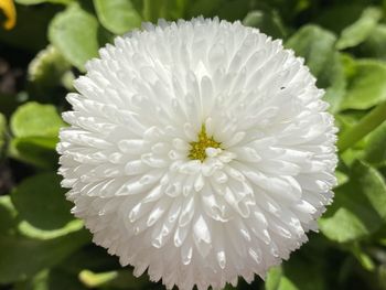 Close-up of white flowering plant