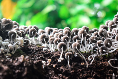 Close-up of mushrooms growing on land