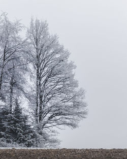 Bare tree on snow field against clear sky