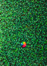 High angle view of flowering plant floating on water