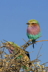 Low angle view of lilac-breasted roller bird perching on tree against clear blue sky, etosha national park, namibia