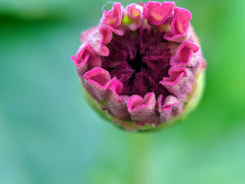 Close-up of pink rose flower