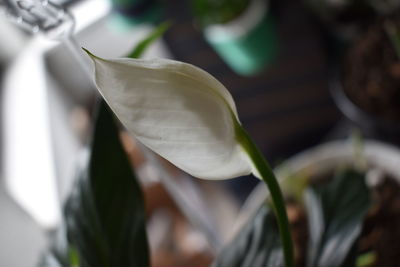 Close-up of white flowering plant