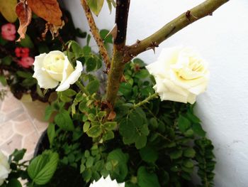 Close-up of white flowers