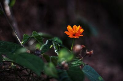 Close-up of orange flowering plant