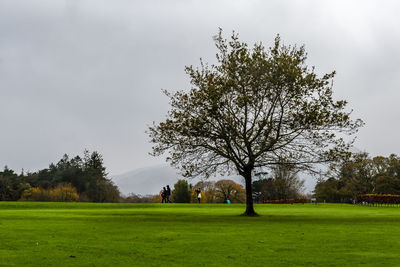 Tree on field against sky