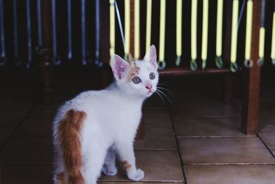 Close-up portrait of cat sitting on floor