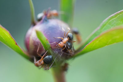 Close-up of insect on plant