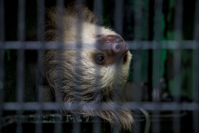 Close-up of sloth