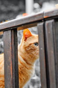 Cat seen through wooden railing