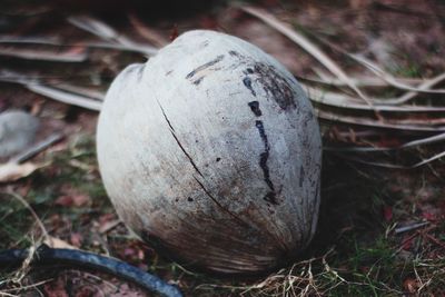 Close-up of lemon growing on field