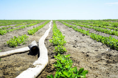 Dirt road amidst agricultural field against sky