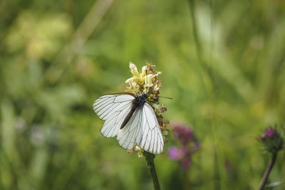 Close-up of butterfly pollinating on flower