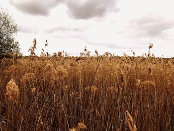 Close-up of field against sky