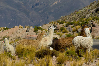 Group of llamas on mountain