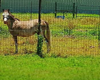 Horse grazing on grassy field