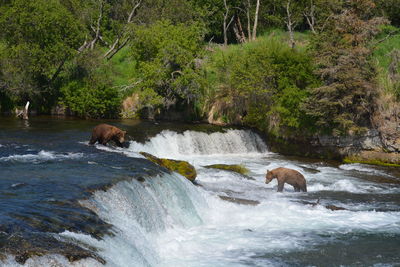 View of waterfall in forest