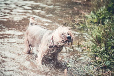 Dog running in water