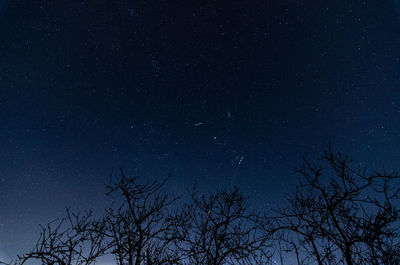 Low angle view of trees against sky at night