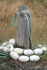 View of pebbles on field