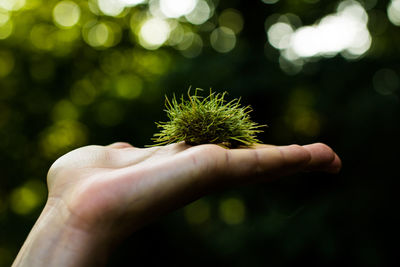 Cropped hand of person holding plants