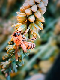 Close-up of bee pollinating flower