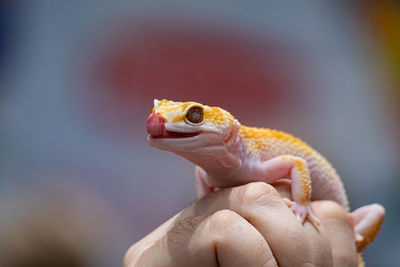 Close-up of hand holding lizard