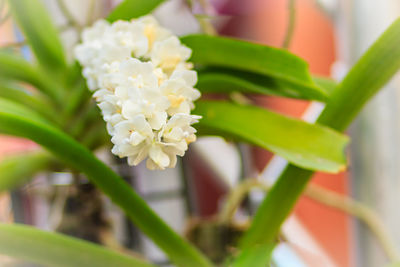 Close-up of flowers