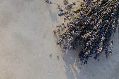 High angle view of people on beach