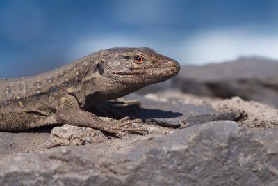 Close-up of lizard on rock against sky