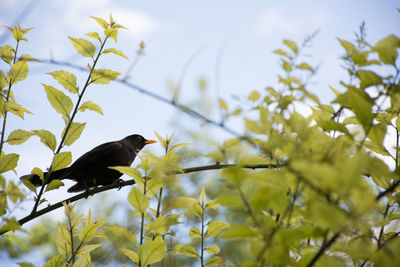 Close-up of bird perching on tree against sky
