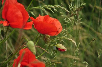 Close-up of red poppy growing on field