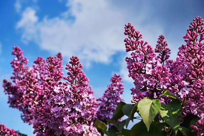 Close-up of purple lilac flowers