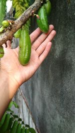 Cropped image of hand holding fresh vegetables