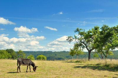 Horse in a field